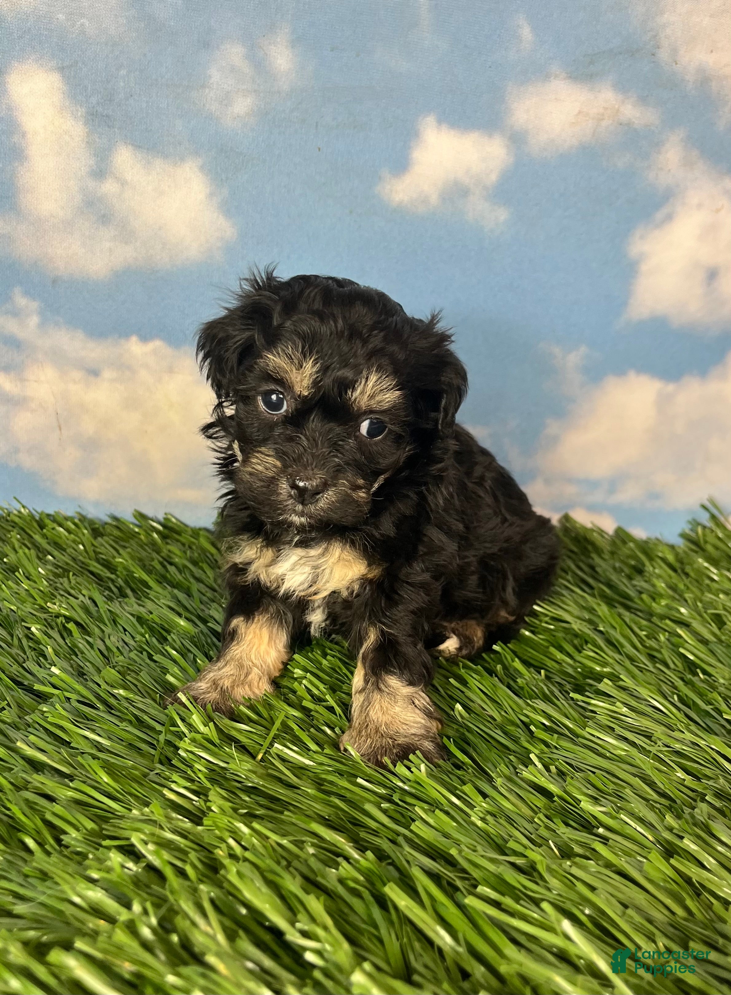 Teddy Bear dogs for sale: Fettuccine - Ad 4