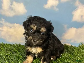 Teddy Bear dogs for sale: Fettuccine - Ad 4