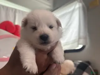 American Eskimo dogs American Eskimo Puppy 4 - Ad 6