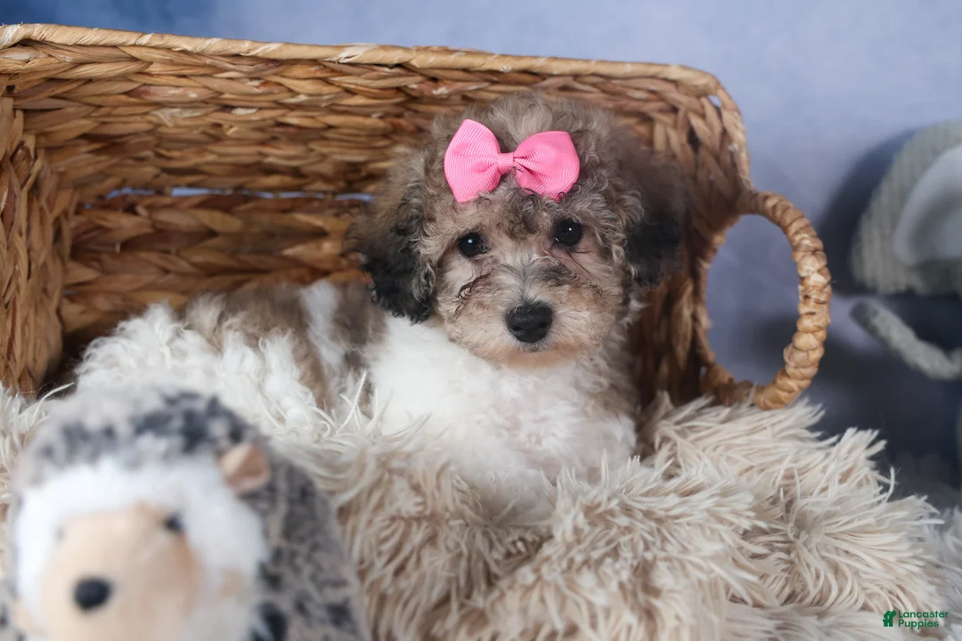 Bichpoo dogs for sale: Sweetheart - Ad 9