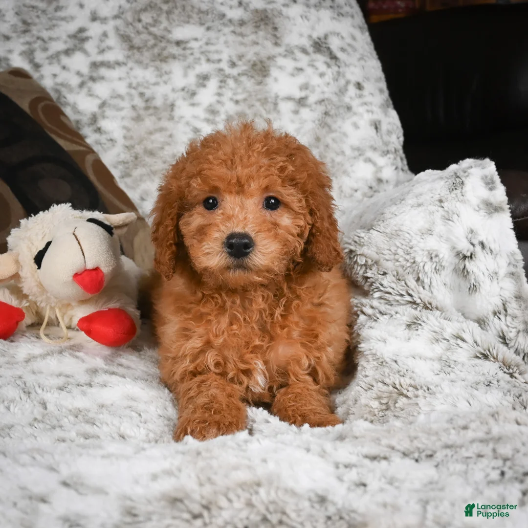 Cavapoo dogs for sale: Carrie - Ad 7