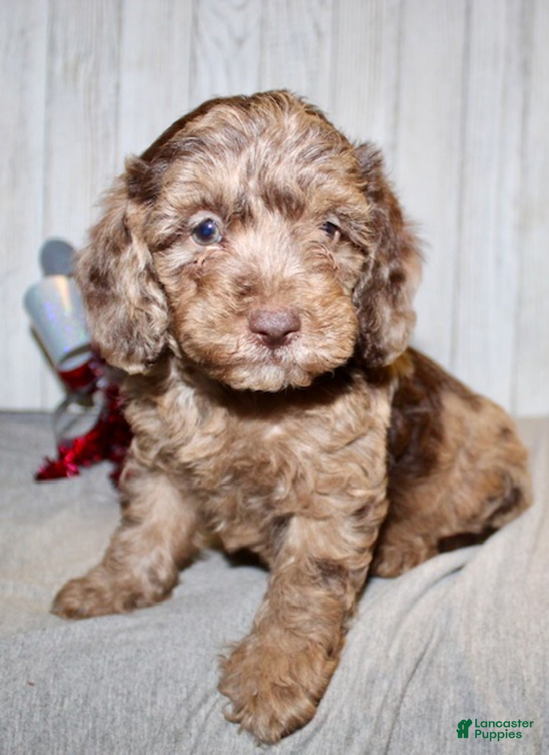 Mixed Breed dogs for sale: Jamie - Ad 2