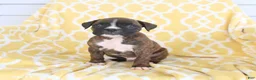 Boxer dogs for sale: Aspen - Ad 5