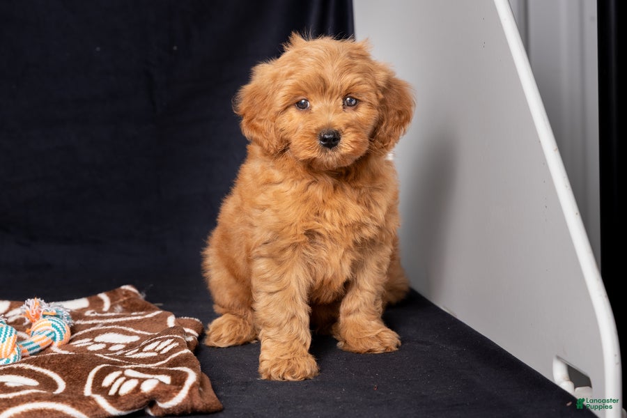 Mini Goldendoodle dogs Leah - Ad 1