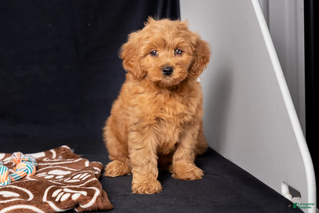 Mini Goldendoodle dogs for sale: Leah - Ad 1