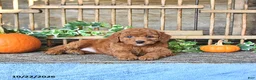 Mini Goldendoodle dogs for sale: Beverly - Ad 4