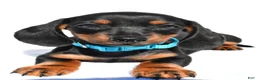 Miniature Dachshund dogs for sale: Patrick - Ad 9