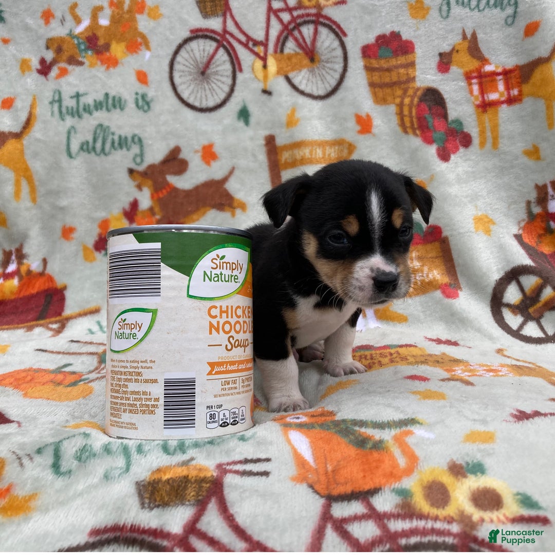 Chihuahua dogs for sale: Benny - Ad 2