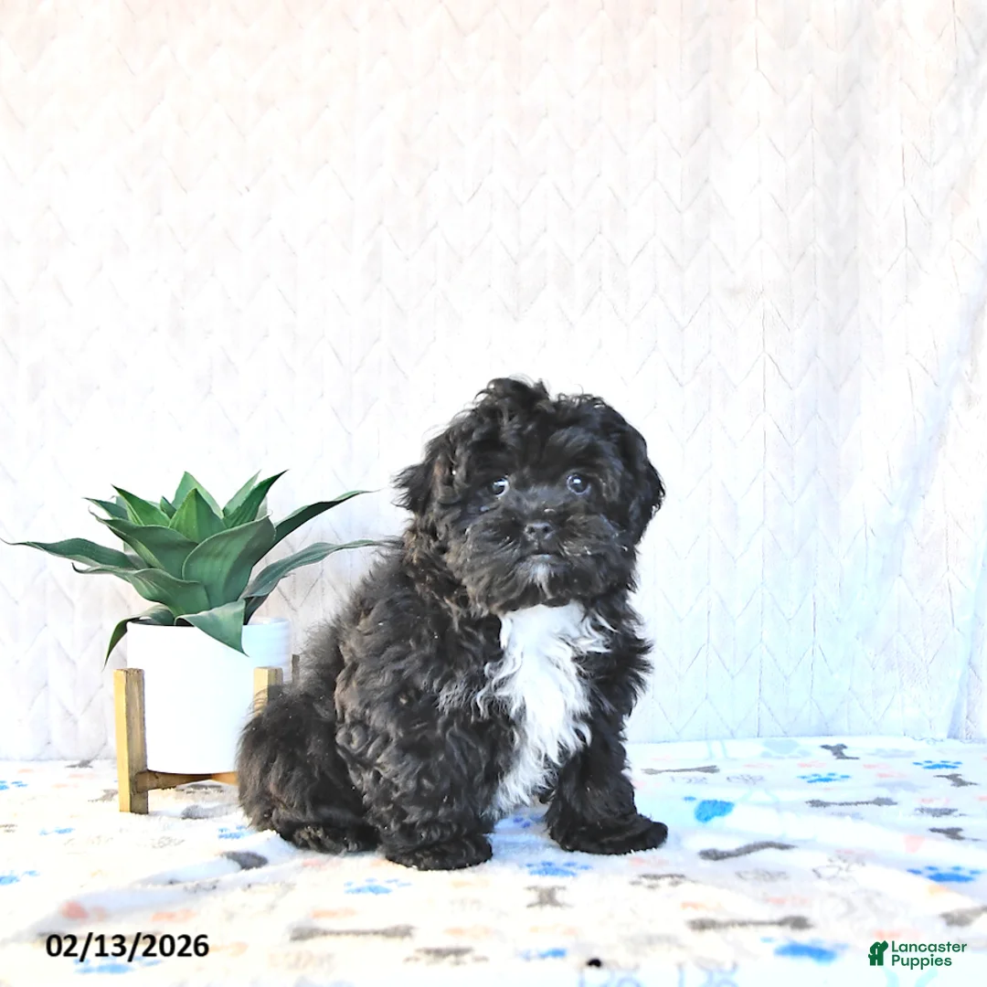 Shihpoo dogs for sale: Jackie - Ad 5