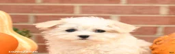 Maltipoo dogs for sale: Flora   - Ad 4