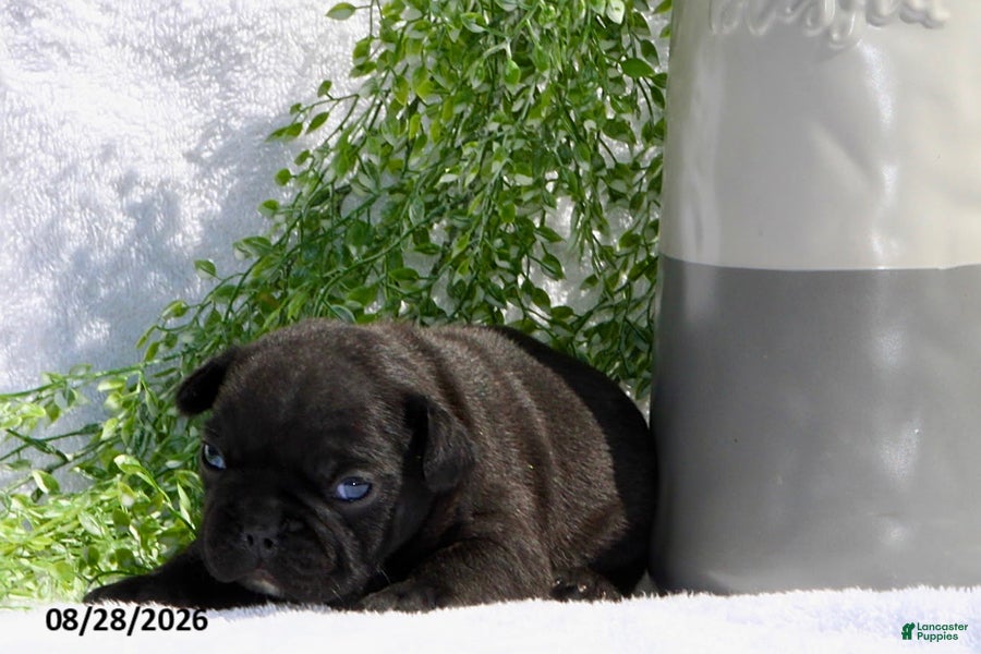 French Bulldog dogs Davina - Ad 1