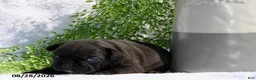 French Bulldog dogs for sale: Davina - Ad 1