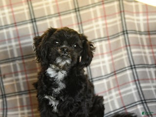 Shih Tzu dogs - Ad 14