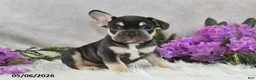 French Bulldog dogs for sale: Henrick - Ad 4