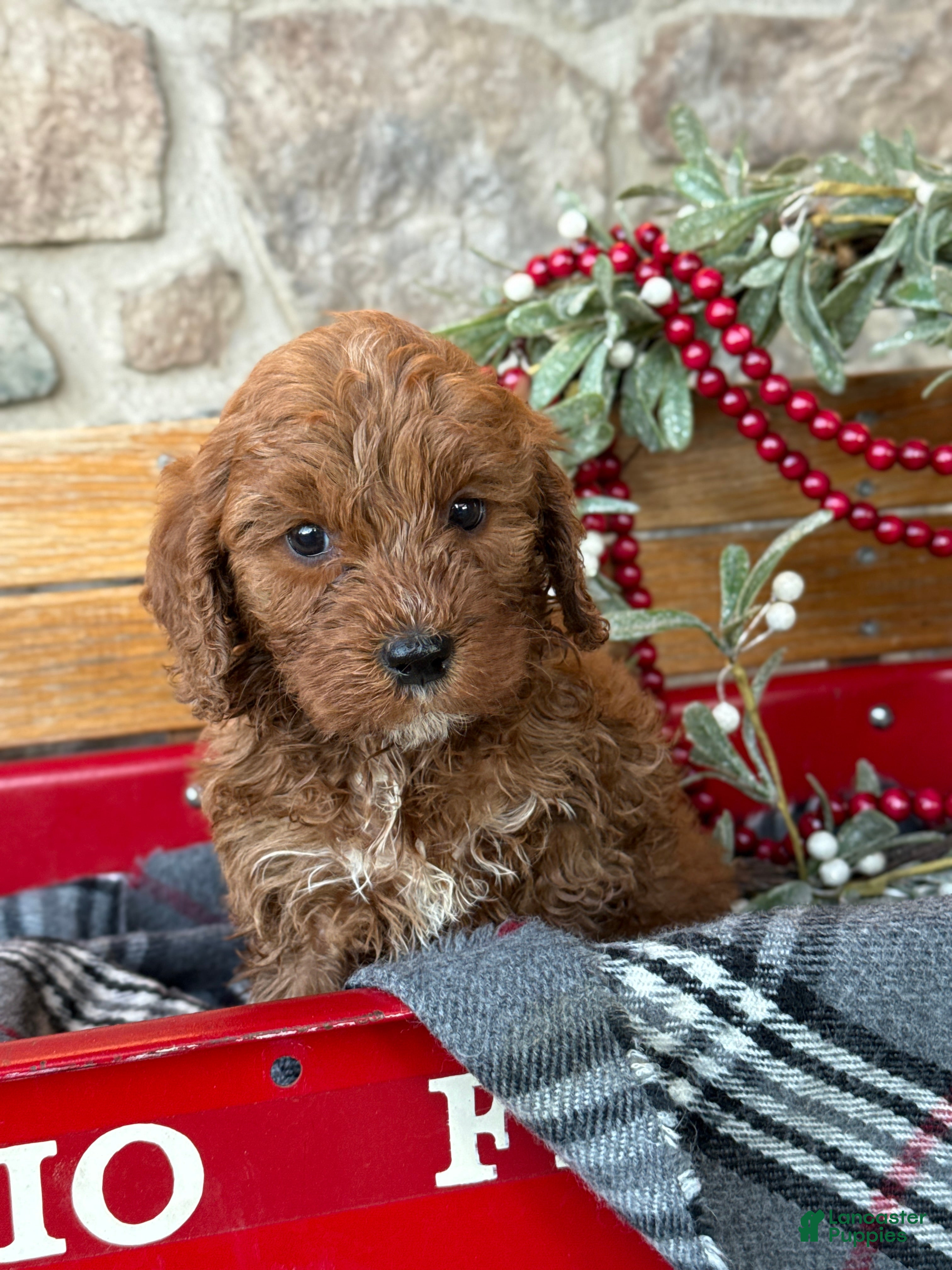 Mini Goldendoodle dogs Iris - Ad 38