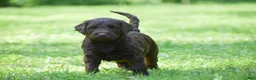 Portuguese Water Dog dogs for sale: Molly - Ad 3