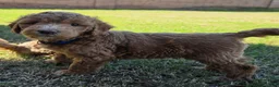 Mini Goldendoodle dogs for sale: Johnny (30-35 pounds) - Ad 3