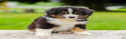 Miniature Australian Shepherd dogs for sale: Calvin - Ad 6