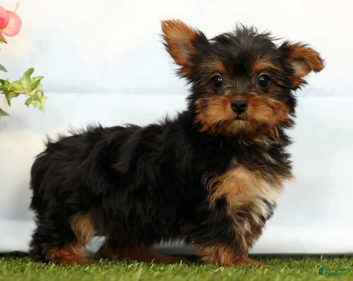 Yorkshire Terrier dogs Jenna - Ad 2