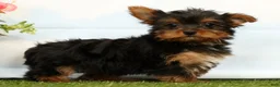 Yorkshire Terrier dogs for sale: Jenna - Ad 2