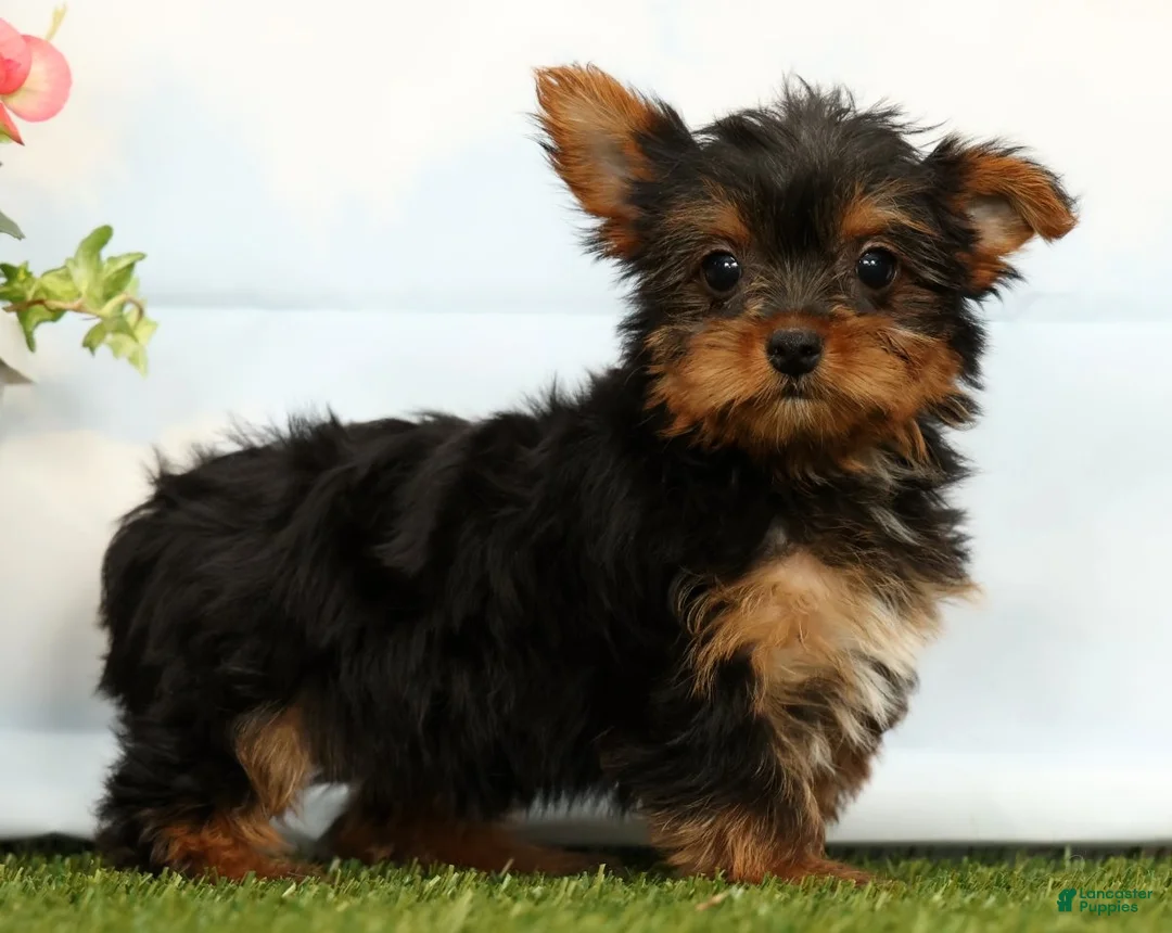 Yorkshire Terrier dogs for sale: Jenna - Ad 2