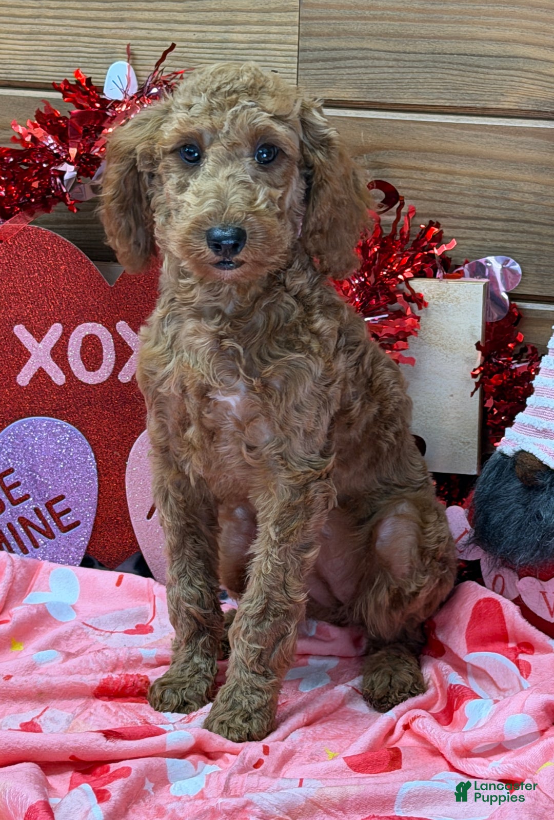 Mini Goldendoodle dogs for sale: Mini Goldendoodle Jackie - Ad 4