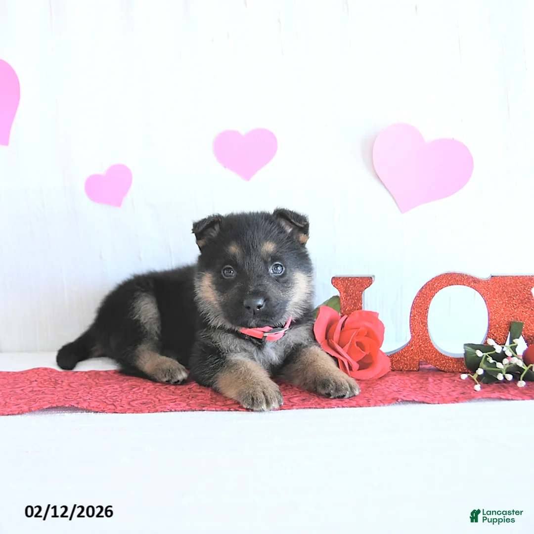 German Shepherd dogs for sale: Sadie - Ad 4