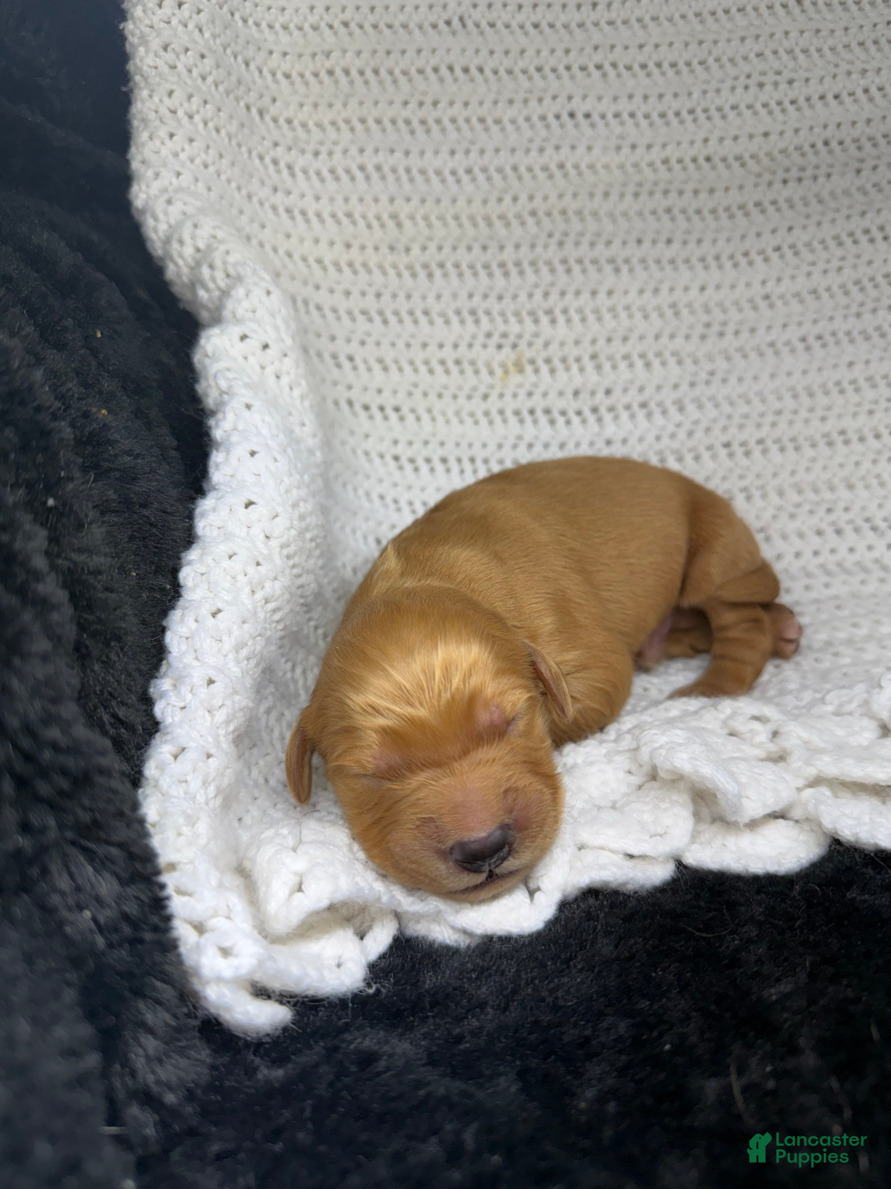 Golden Retriever dogs Golden Retriever Puppy 1 - Ad 29