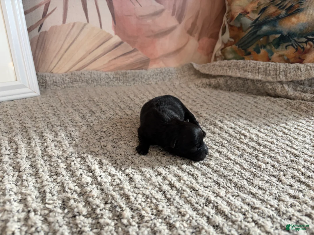 Pomeranian dogs for sale: Loom  - Ad 2