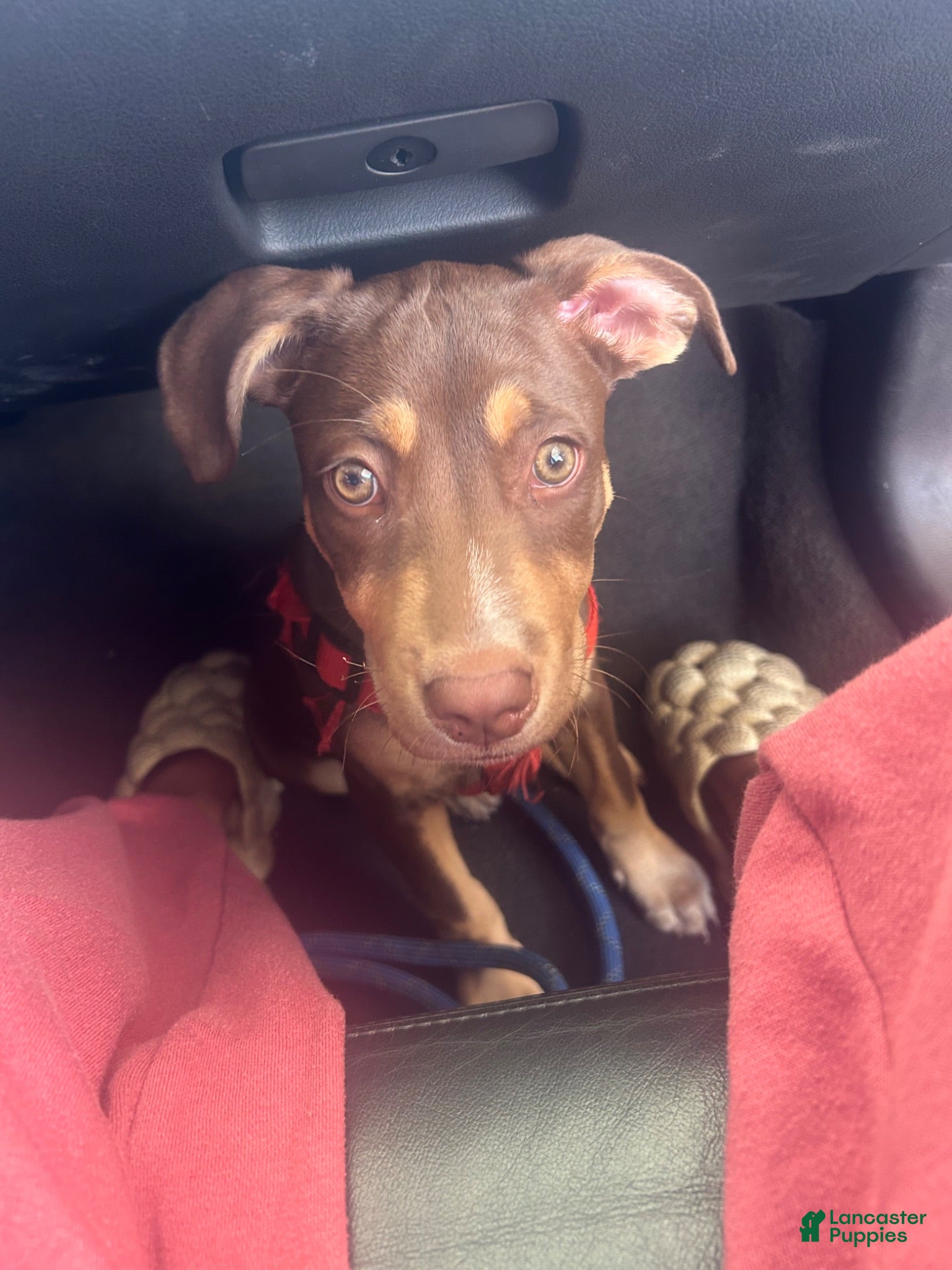Mixed Breed dogs Mixed Breed 8 - Ad 41