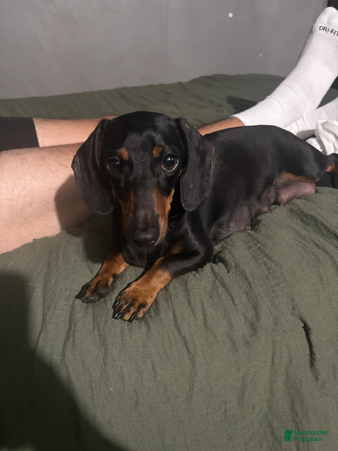 Dachshund dogs for sale: Dachshund Puppy 4 - Ad 2