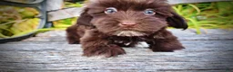 Havapoo dogs for sale: Kricket - Ad 7