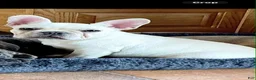 French Bulldog dogs for sale: French Bulldog 1 - Ad 2