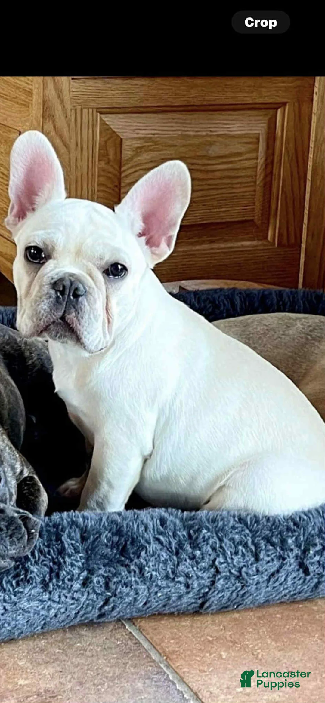 French Bulldog dogs for sale: French Bulldog 1 - Ad 2