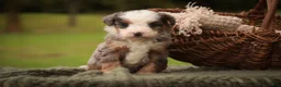 Mini Bernedoodle dogs for sale: Harvest F1 Mini Bernedoodle  - Ad 5