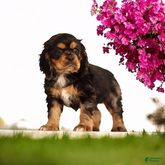 Cocker Spaniel dogs Rosebud🐾❤️Genetic Health Tested AKC Registered❤️Text or Call 717-319-4781 - Ad 36