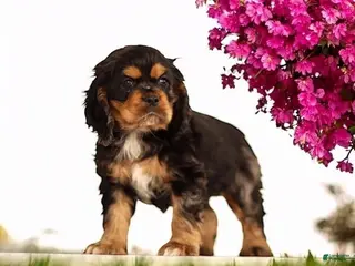 Cocker Spaniel dogs Rosebud🐾❤️Genetic Health Tested AKC Registered❤️Text or Call 717-319-4781 - Ad 36
