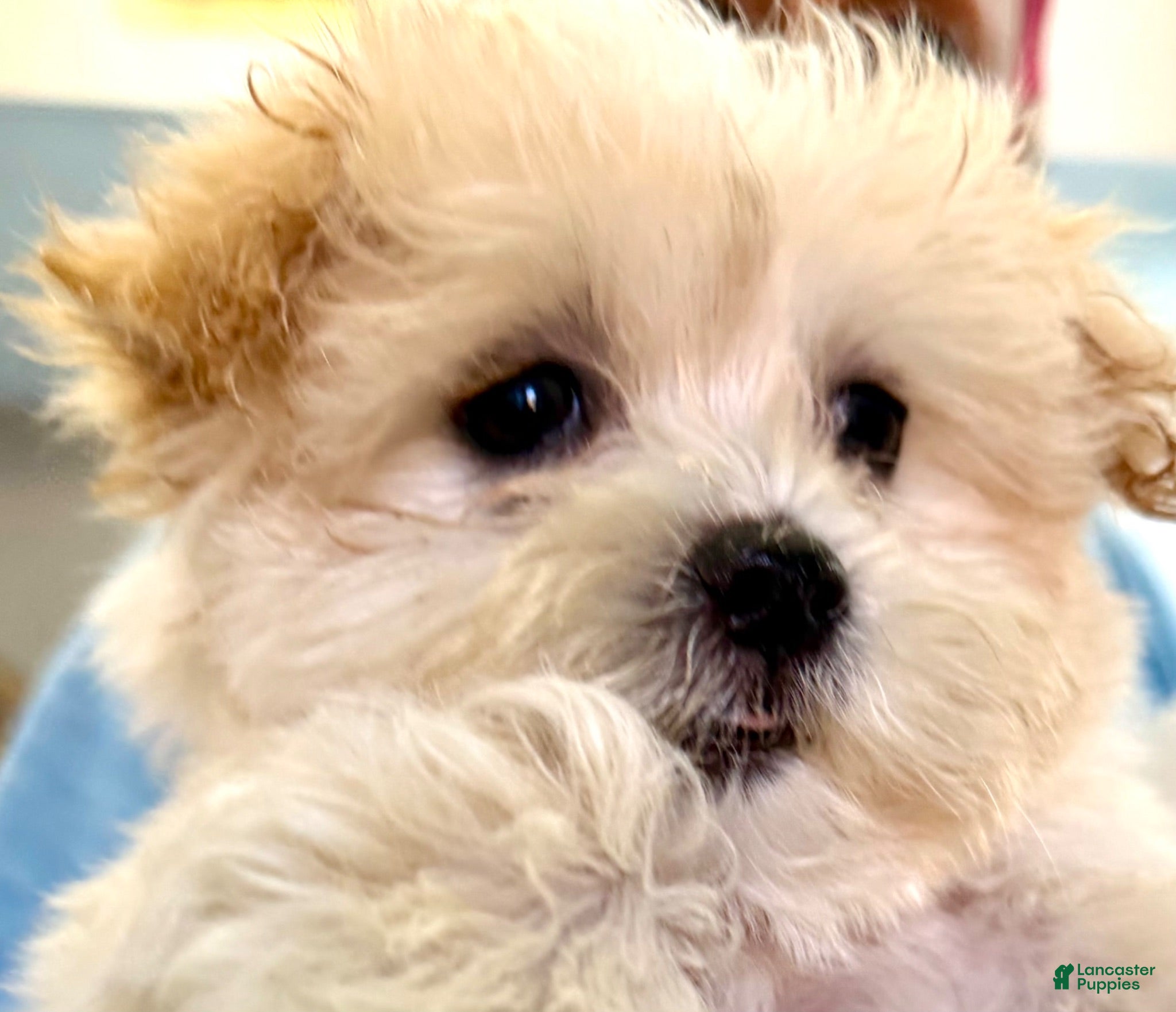 Maltipoo dogs Maltipoo 1 - Ad 1