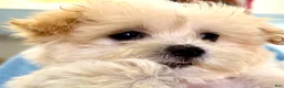 Maltipoo dogs for sale: Maltipoo 1 - Ad 1