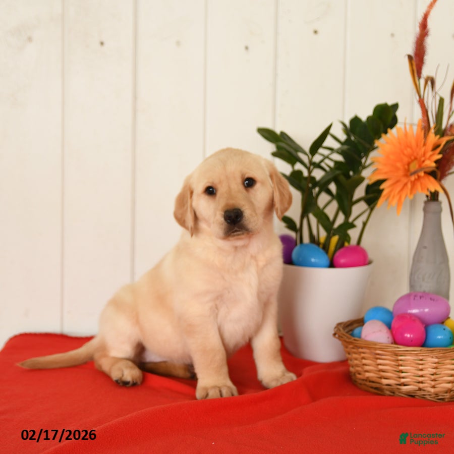 Goldador dogs Kola - Ad 1