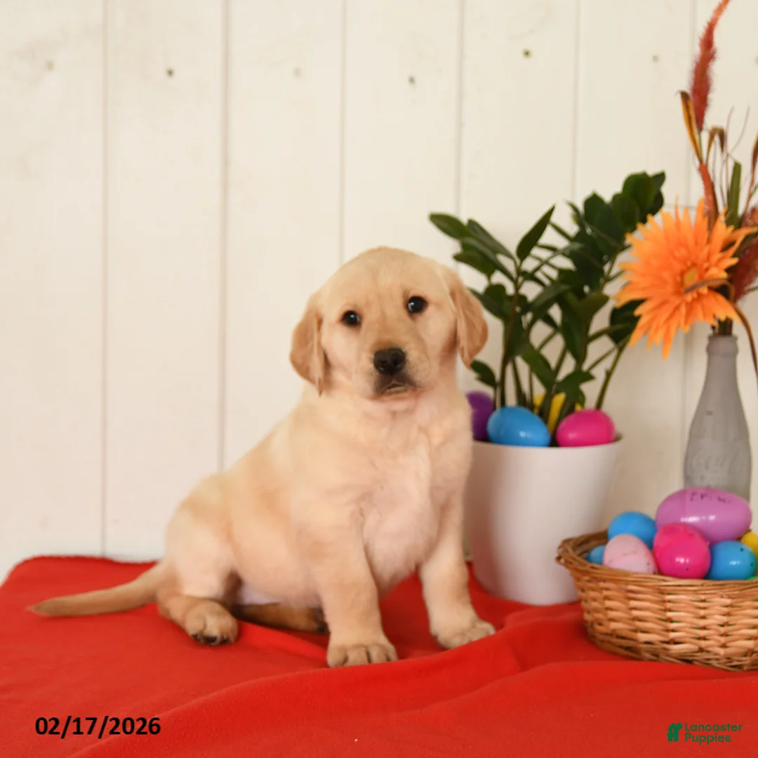 Goldador dogs for sale: Kola - Ad 1