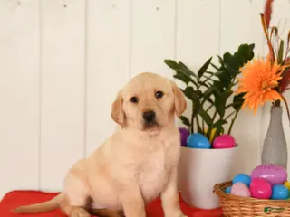 Goldador dogs for sale: Kola - Ad 3