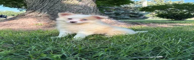 Mixed Breed 2