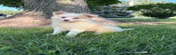 Mixed Breed dogs for sale: Mixed Breed 2 - Ad 1