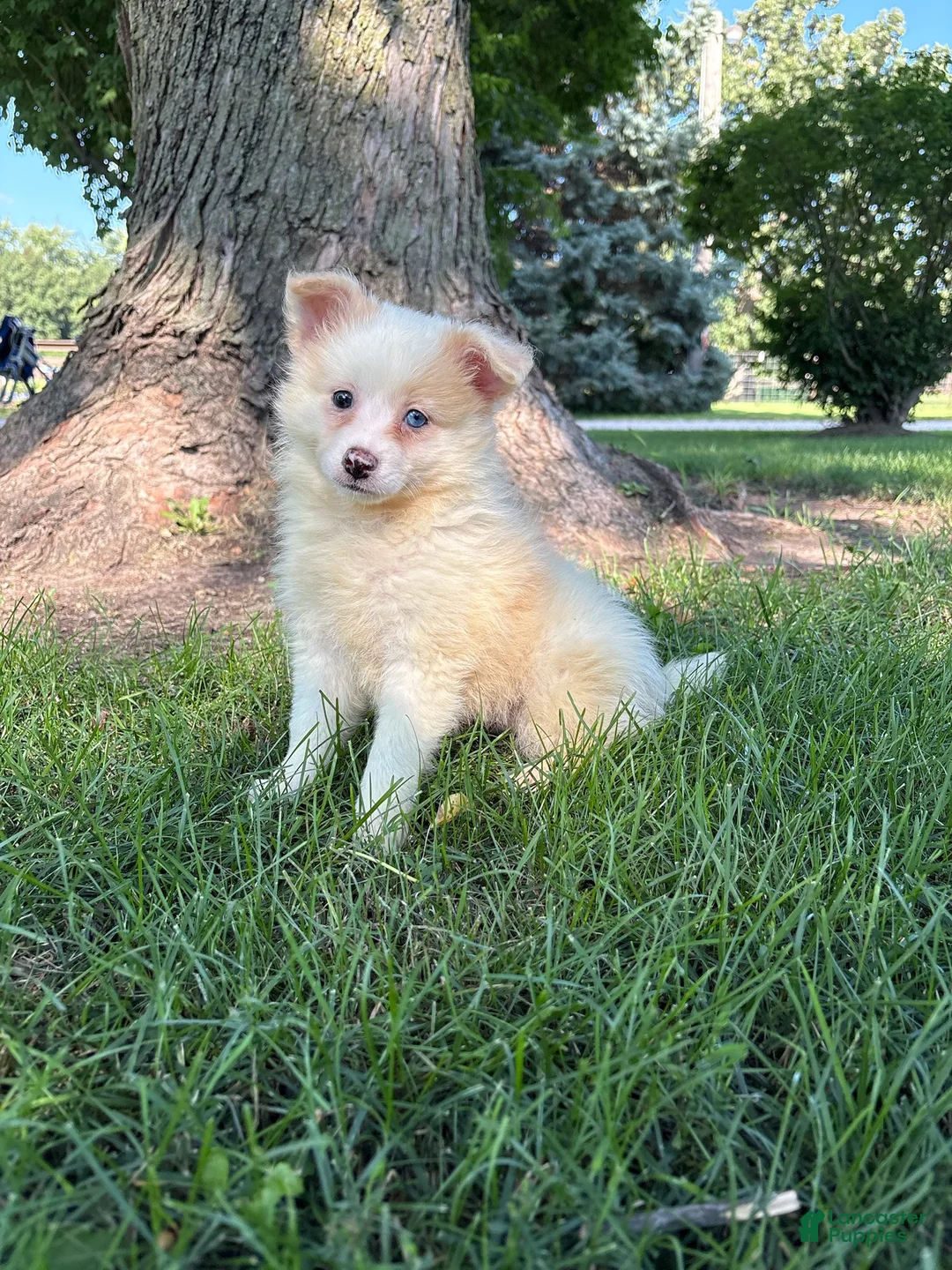 Mixed Breed dogs for sale: Mixed Breed 2 - Ad 1