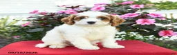 Cavapoo dogs for sale: Beth - Ad 1