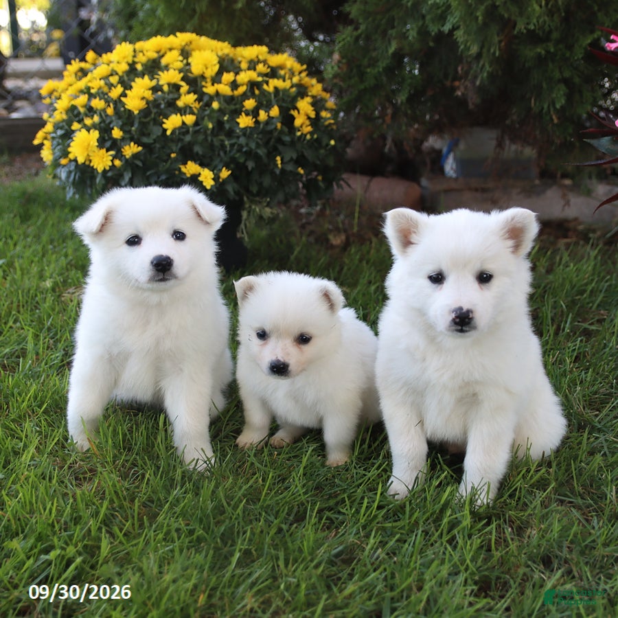 Mixed Breed dogs Snowflake - Ad 2
