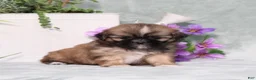 Shih Tzu dogs for sale: Rosella - Ad 4