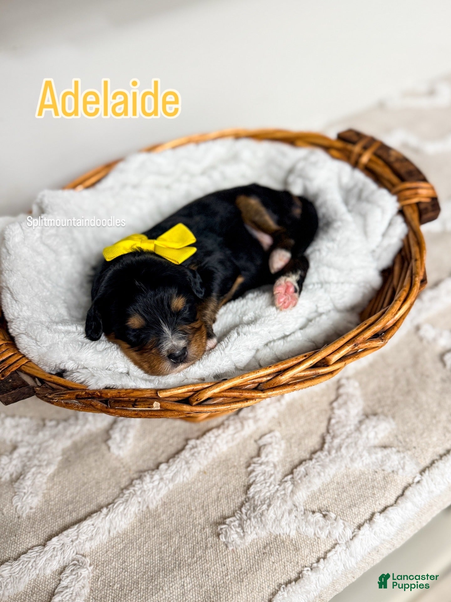 Bernedoodle dogs Adelaide - Ad 10