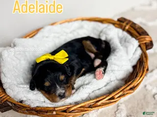 Bernedoodle dogs Adelaide - Ad 10